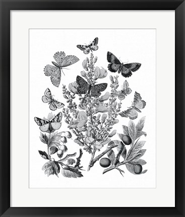 Framed Butterfly Bouquet II Linen BW II Print