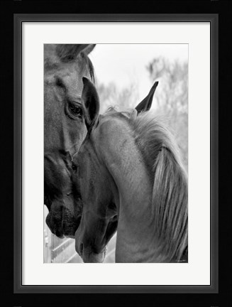 Framed Cheers n' Foal Print