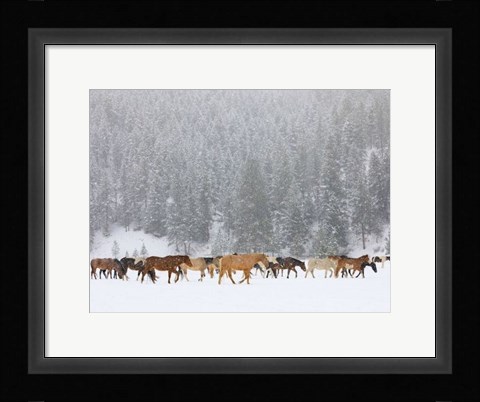 Framed Montana Horses Print