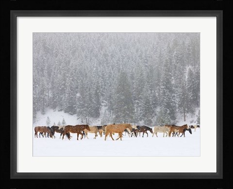 Framed Montana Horses Print