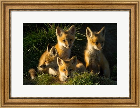 Framed Red Fox Kits Print