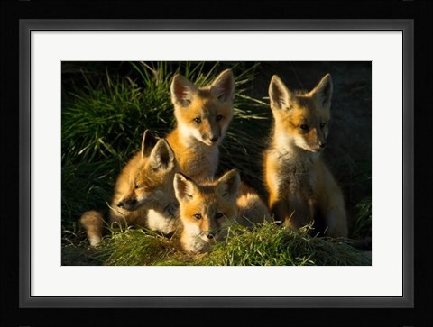 Framed Red Fox Kits Print
