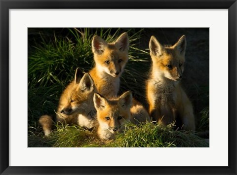 Framed Red Fox Kits Print