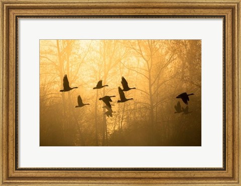 Framed Geese in the Mist Print