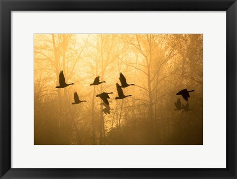 Framed Geese in the Mist Print