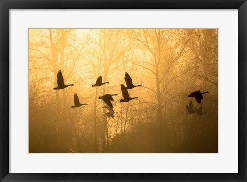 Framed Geese in the Mist Print