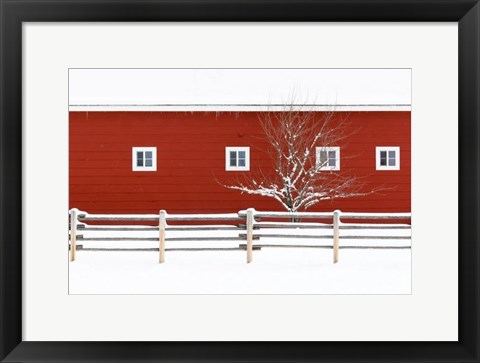 Framed Red Bitterroot Barn Print