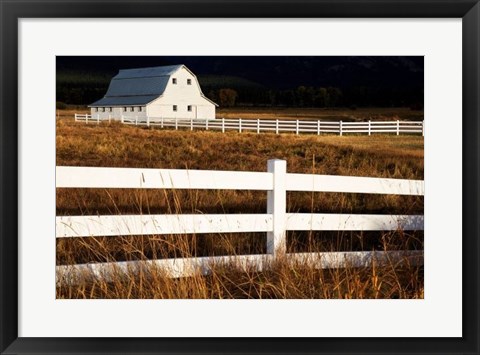 Framed White Bitterroot Barn Print