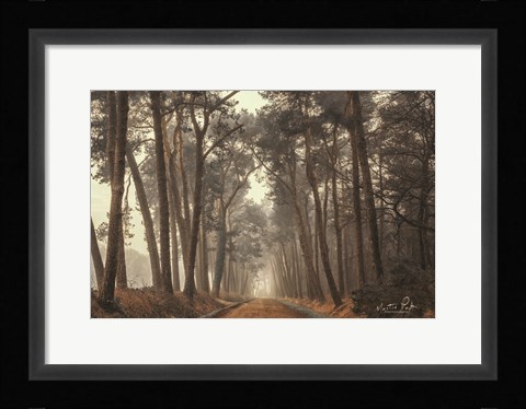 Framed Path of Pines Print