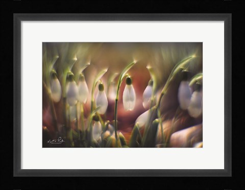 Framed Snowdrops Print