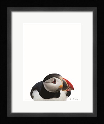Framed Artic Puffin Print