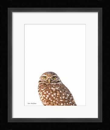 Framed Young Owl Print