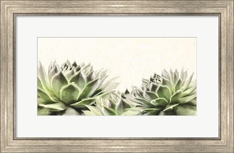 Framed Soft Succulents I Print
