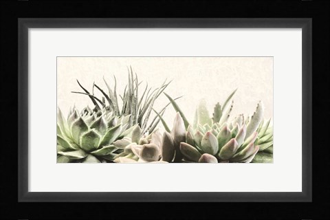 Framed Soft Succulents II Print