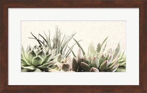 Framed Soft Succulents II Print
