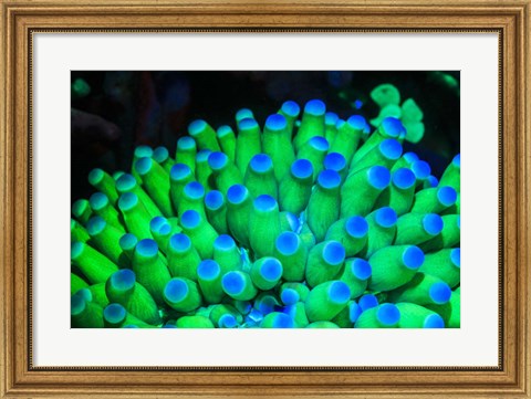 Framed Fluorescing Wnderwater Macro Images Print