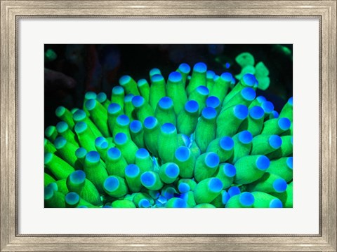 Framed Fluorescing Wnderwater Macro Images Print