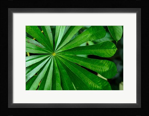 Framed Marantaceae Forest Vegetation Odzala-Kokoua National Park Congo Print
