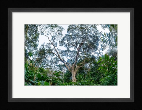 Framed Marantaceae Forest Odzala-Kokoua National Park Congo Print