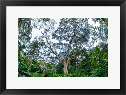 Framed Marantaceae Forest Odzala-Kokoua National Park Congo Print