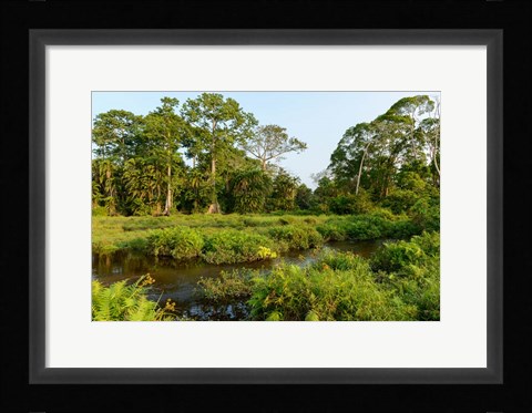 Framed Lango Bai Odzala-Kokoua National Park Congo Print