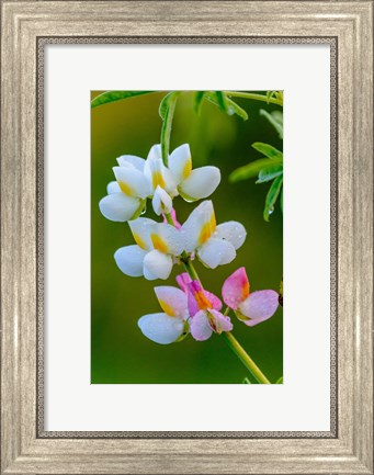 Framed Wildflower Bale Mountains National Park Ethiopia Print
