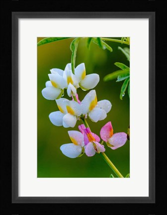 Framed Wildflower Bale Mountains National Park Ethiopia Print