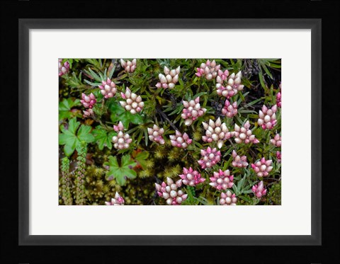 Framed Helichrysum Meyeri-Johannis Bale Mountains National Park Ethiopia Print