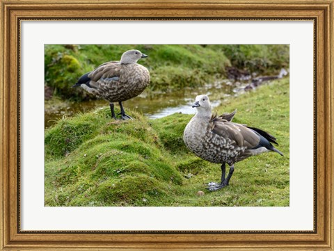 Framed Blue-Winged Goose, Cyanochen Cyanoptera Bale Mountains National Park Ethiopia Print