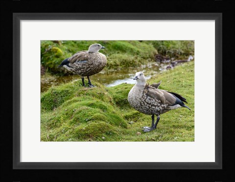 Framed Blue-Winged Goose, Cyanochen Cyanoptera Bale Mountains National Park Ethiopia Print