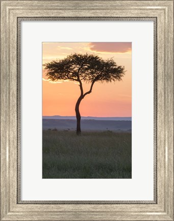 Framed Sunset over Tree, Masai Mara National Reserve, Kenya Print