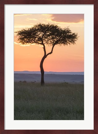 Framed Sunset over Tree, Masai Mara National Reserve, Kenya Print