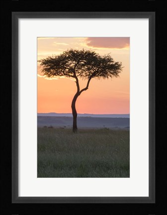 Framed Sunset over Tree, Masai Mara National Reserve, Kenya Print