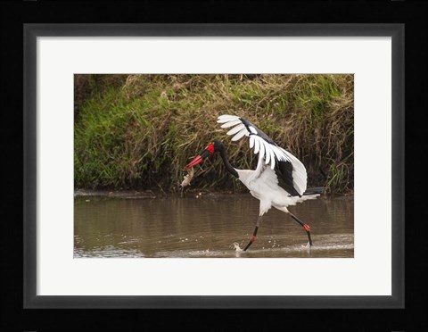 Framed Saddle-Billed Stork, with Fish, Kenya Print
