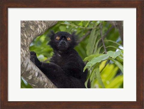 Framed Madagascar Wild Black Lemur Male Print
