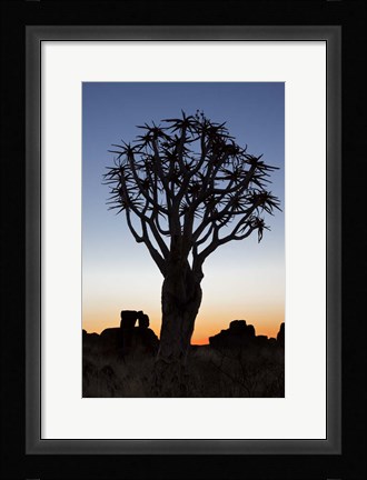 Framed Quiver Tree Forest, Kokerboom at Sunset, Keetmanshoop, Namibia Print