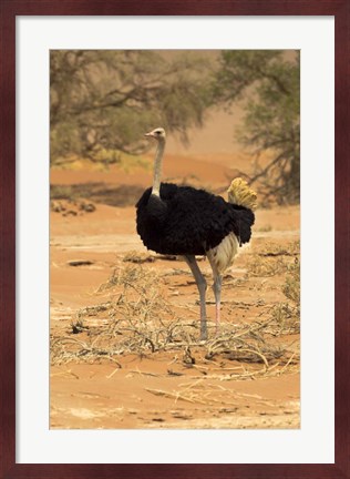 Framed Sossusvlei Male Ostrich, Namib-Naukluft National Park,  Namibia Print