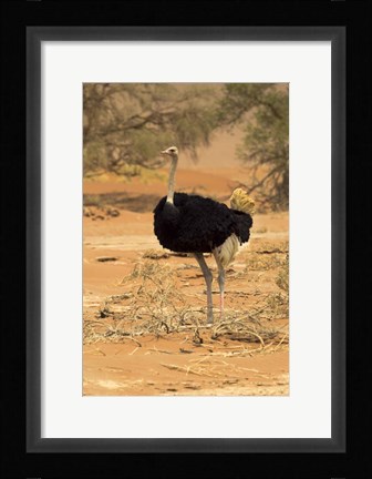 Framed Sossusvlei Male Ostrich, Namib-Naukluft National Park,  Namibia Print