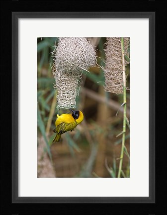 Framed Male Masked Weaver Building a Nest, Namibia Print