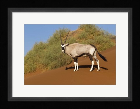 Framed Oryx, Namib-Naukluft National Park, Namibia Print