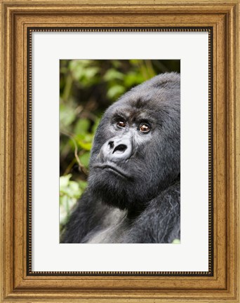Framed Silverback Mountain Gorilla, Volcanoes National Park, Rwanda Print