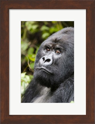 Framed Silverback Mountain Gorilla, Volcanoes National Park, Rwanda Print