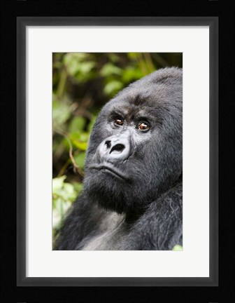 Framed Silverback Mountain Gorilla, Volcanoes National Park, Rwanda Print