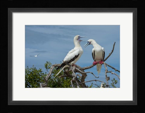 Framed Pair of Red-Footed Boobies, Seychelles Print