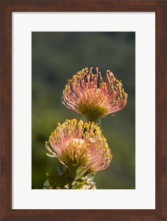 Framed Pincushion Flowers, Cape Town, South Africa Print