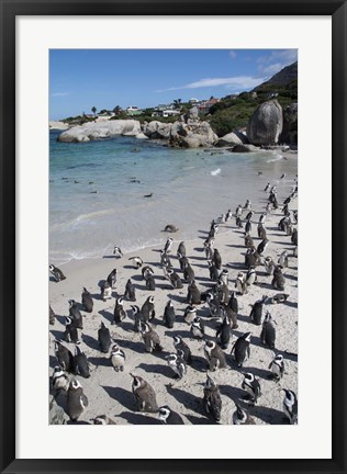 Framed South Africa, Cape Town, Simon&#39;s Town, Boulders Beach African Penguin Colony Print