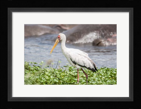 Framed Woolly-Necked Stork Print