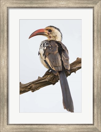 Framed Red-Billed Hornbill, Serengeti National Park, Tanzania Print