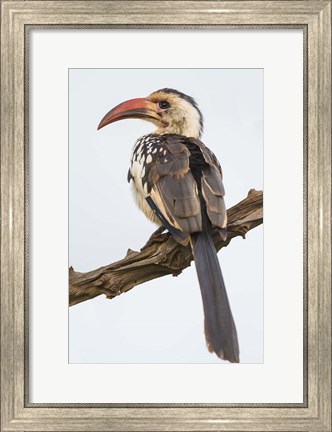 Framed Red-Billed Hornbill, Serengeti National Park, Tanzania Print
