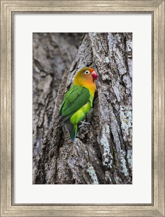 Framed Fischer&#39;s Lovebird in Serengeti National Park, Tanzania Print